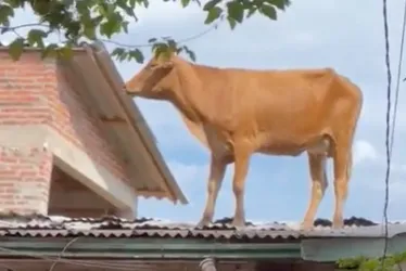 Imagem ilustrativa da imagem VÍDEO | Vaca é resgatada de telhado em cidade do RS após enchente