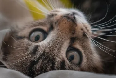 Imagem ilustrativa da imagem Vila Velha promove feira de adoção de cães e gatos neste sábado