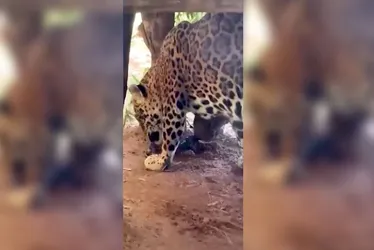 Imagem ilustrativa da imagem Zoológico do ES é multado por ataque de onça a filhote
