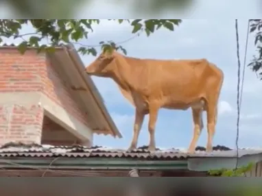 O cachorro conseguiu subir em segurança no bote, demonstrando tranquilidade, após ser salvo