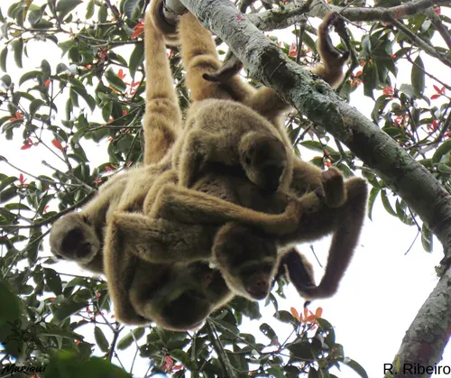 
          Imagem ilustrativa da imagem Ações em escolas e institutos do ES para proteger a natureza
          