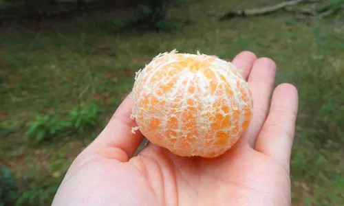 
          Imagem ilustrativa da imagem Adolescente morre após se engasgar com mexerica em Goiás, diz polícia
          