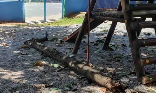 
          Imagem ilustrativa da imagem Aluna de 5 anos morre após ser atingida por tronco em escola de SP
          