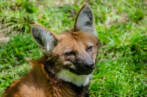 
          Imagem ilustrativa da imagem Aniversário do Lobo-Guará "Logan" tem programação especial neste domingo
          