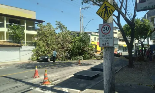 
          Imagem ilustrativa da imagem Árvore cai, atinge carros e fios de energia elétrica em Vitória
          