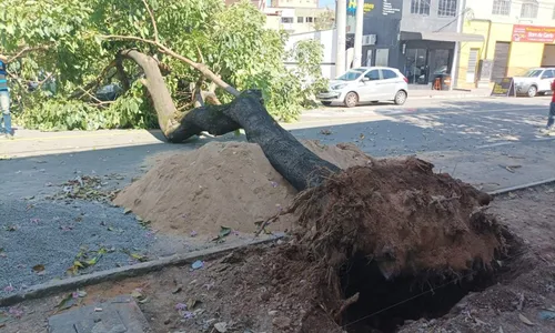 
          Imagem ilustrativa da imagem Árvore cai, atinge carros e fios de energia elétrica em Vitória
          