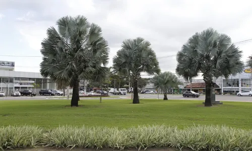 
          Imagem ilustrativa da imagem Árvores exóticas nas ruas de Vitória
          