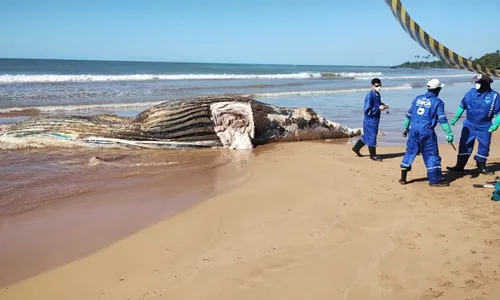 
          Imagem ilustrativa da imagem Baleia de 11 metros é encontrada morta em praia do Norte do ES
          