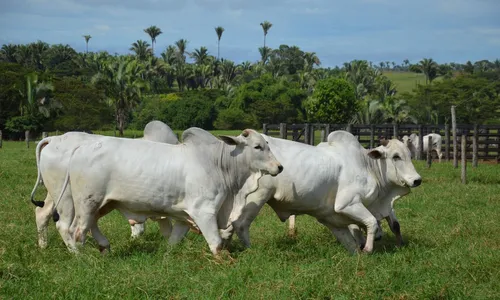 
          Imagem ilustrativa da imagem Bancos vão exigir que frigoríficos provem não comprar gado de áreas desmatada
          