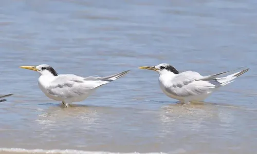 
          Imagem ilustrativa da imagem Brasil confirma o total de 36 casos de gripe aviária em aves silvestres
          