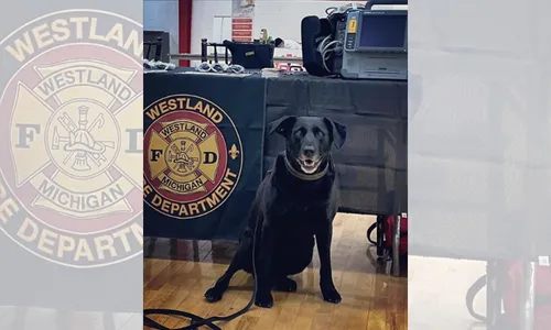
          Imagem ilustrativa da imagem Cadela atropela menina de 4 anos com carrinho de golfe nos EUA
          