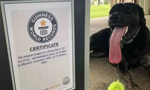 
          Imagem ilustrativa da imagem Cadela bate recorde de maior língua do mundo e entra para o Guinness
          