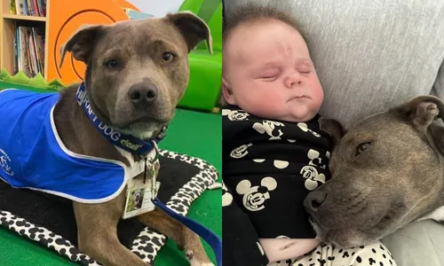 
          Imagem ilustrativa da imagem Cão é eleito ‘pet do ano’ na Inglaterra por ajudar em ansiedade
          