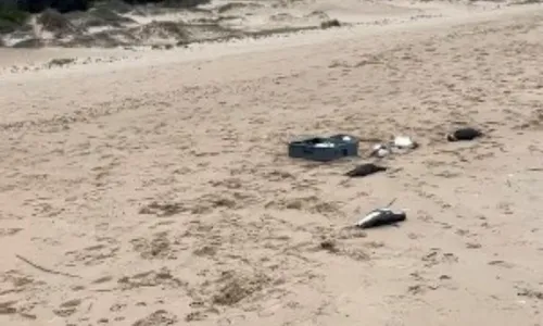 
          Imagem ilustrativa da imagem Centenas de pinguins morrem no Uruguai tentando chegar ao Brasil
          