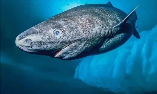 
          Imagem ilustrativa da imagem Conheça o Hákarl, petisco feito de carne apodrecida de tubarão
          