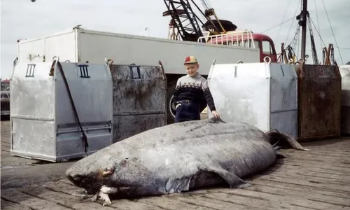 
          Imagem ilustrativa da imagem Conheça o Hákarl, petisco feito de carne apodrecida de tubarão
          