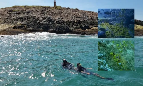 
          Imagem ilustrativa da imagem Coral invasor é ameaça em navio afundado no ES
          