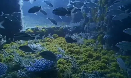 
          Imagem ilustrativa da imagem Coral invasor  é ameaça em navio afundado no ES
          