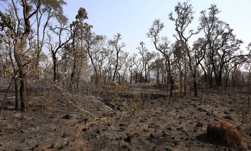 
          Imagem ilustrativa da imagem Desmatamento no cerrado tem novo recorde e cresce 83% em maio
          