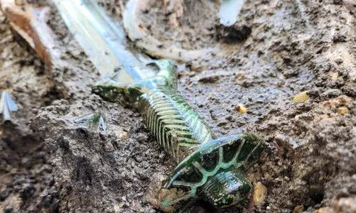 
          Imagem ilustrativa da imagem FOTO | Espada de mais de 3 mil anos é encontrada na Alemanha
          