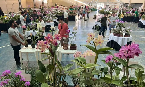 
          Imagem ilustrativa da imagem Feira com mais de 5 mil orquídeas nas montanhas
          