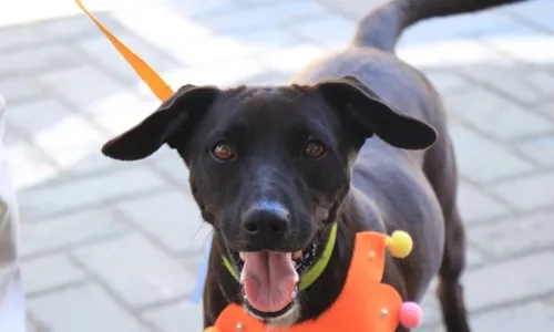 
          Imagem ilustrativa da imagem Feira de adoção de cães e gatos em Viana, neste sábado
          