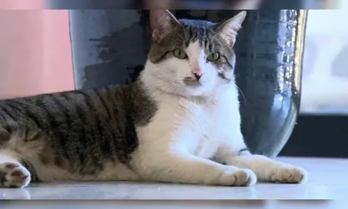 
          Imagem ilustrativa da imagem Gato é adotado por funcionários de delegacia, ganha farda e se torna "Delegato"
          