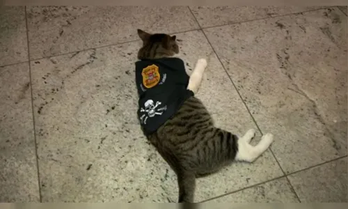 
          Imagem ilustrativa da imagem Gato é adotado por funcionários de delegacia, ganha farda e se torna "Delegato"
          