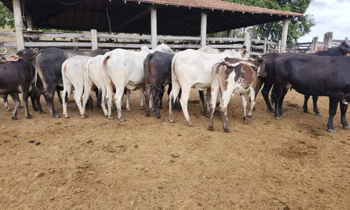 
          Imagem ilustrativa da imagem Gerente de fazenda é preso suspeito de integrar esquema de furto de gado no ES
          