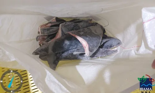
          Imagem ilustrativa da imagem Ibama apreende mais de 28 toneladas de barbatana de tubarões
          
