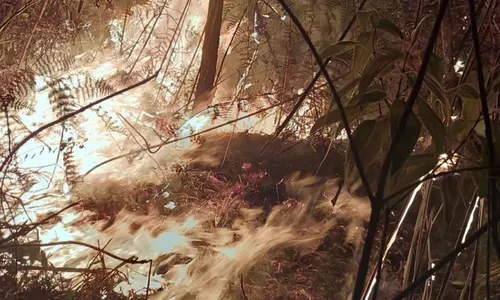 
          Imagem ilustrativa da imagem Incêndio em área particular atinge Parque do Caparaó
          