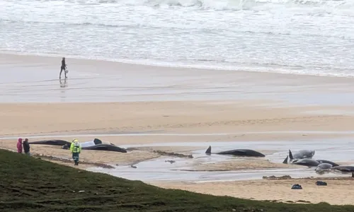 
          Imagem ilustrativa da imagem Mais de 50 baleias morrem após encalhar em ilha na Escócia
          