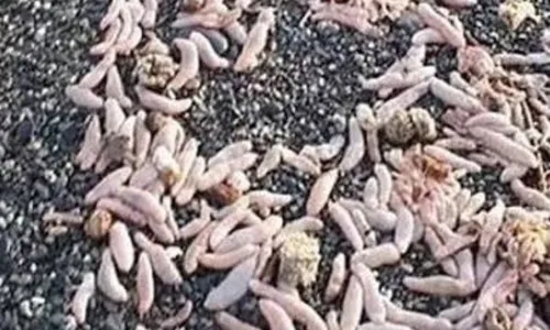 
          Imagem ilustrativa da imagem Milhares de 'peixes-pênis' são achados em praia da Argentina
          