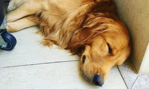 
          Imagem ilustrativa da imagem Morte de cachorro em Guarapari: “Esperamos por justiça”, diz tutora
          