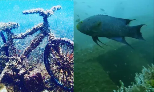 
          Imagem ilustrativa da imagem Navio afundado em Guarapari atrai turistas do mundo todo
          