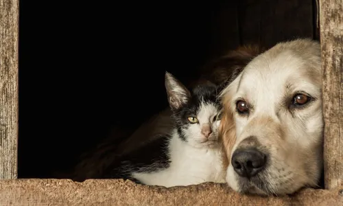 
          Imagem ilustrativa da imagem Nova lei prevê multa de até R$ 4 mil por maus-tratos contra animais no ES
          