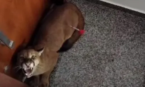 
          Imagem ilustrativa da imagem Onça é capturada em condomínio das estrelas do sertanejo em Goiânia
          