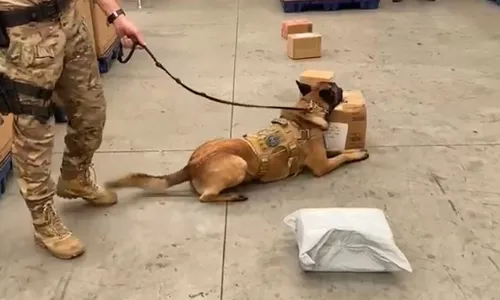 
          Imagem ilustrativa da imagem PF encontra maconha escondida em embalagens de alimentos enviados pelos Correios
          