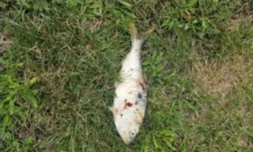 
          Imagem ilustrativa da imagem Peixe cai do céu sobre transformador e causa apagão em cidade
          