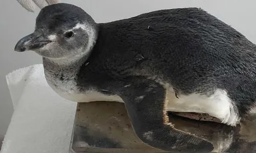 
          Imagem ilustrativa da imagem Pinguim encalha em Anchieta e autoridades acendem alerta para Gripe Aviária
          