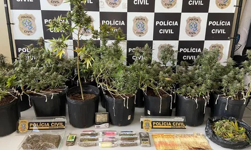 
          Imagem ilustrativa da imagem Plantação de skunk é apreendida e homem é preso em Cariacica
          