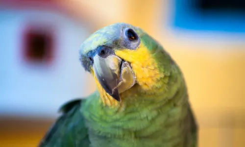 
          Imagem ilustrativa da imagem Polícia vai socorrer 'mulher aos gritos' e se depara com papagaio falante
          