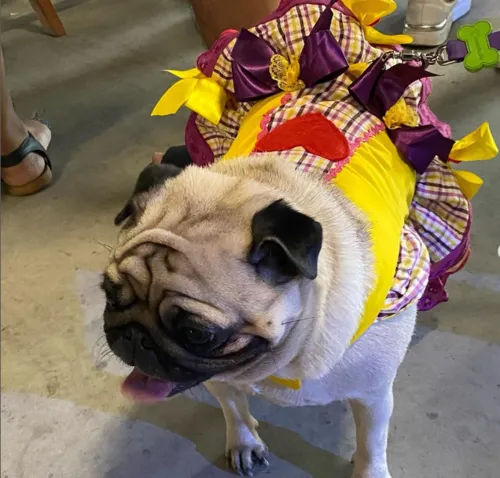 
          Imagem ilustrativa da imagem Prefeitura do ES faz "arraiá" para pets e leva até show da Patrulha Canina
          