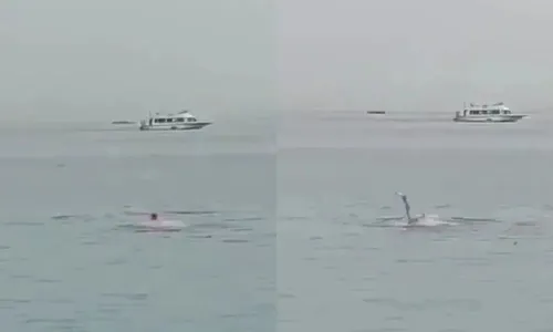 
          Imagem ilustrativa da imagem Restos mortais de vítima de ataque de tubarão são achados dentro do animal
          