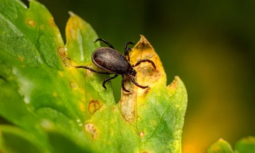 
          Imagem ilustrativa da imagem São Paulo registra nova morte por febre maculosa
          