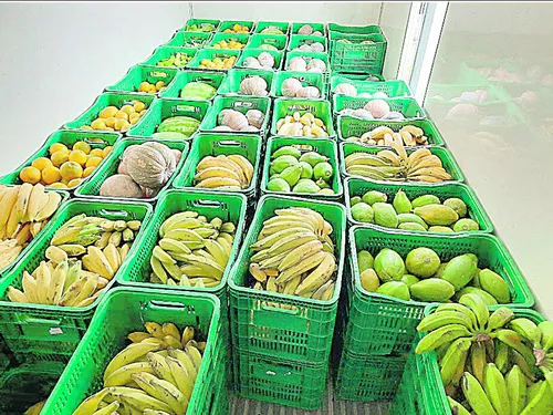 
          Imagem ilustrativa da imagem Sementes geram renda para indígenas de Aracruz
          