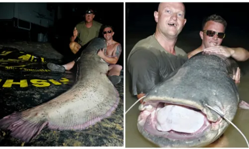 
          Imagem ilustrativa da imagem Turista britânico pesca bagre de 2,5 metros e 113 kg. Veja fotos
          