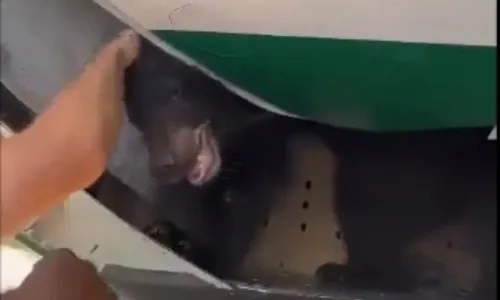 
          Imagem ilustrativa da imagem Urso foge durante voo para Dubai e passageiros precisam deixar avião
          