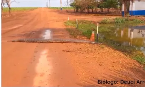 
          Imagem ilustrativa da imagem VÍDEO | Biólogo flagra sucuri de mais de 6 metros em fazenda de Goiás
          