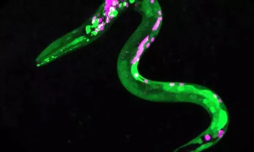 
          Imagem ilustrativa da imagem Verme pega carona na eletricidade de outros animais para dar longos saltos
          